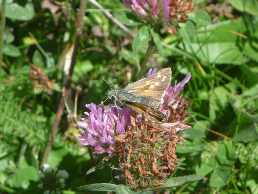 Hesperia comma?  S, femmina